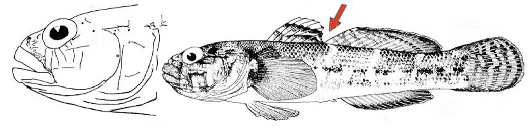 Gobius paganellus_000001.jpg